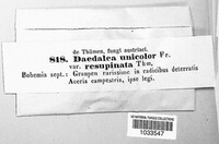 Cerrena unicolor image